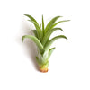 Tillandsia Brachycaulos