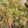 10 Upright GREEN LACELEAF MAPLE Japanese Seiryu Acer Palmatum Dissectum Viridis Tree Seeds