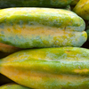 Babaco, Mountain Papaya (Carica pentagona)