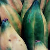Babaco, Mountain Papaya (Carica pentagona)