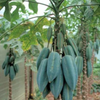 Babaco, Mountain Papaya (Carica pentagona)
