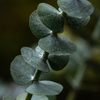 Silver Dollar Eucalyptus (Eucalyptus cinerea)