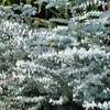 Silver Dollar Eucalyptus (Eucalyptus cinerea)
