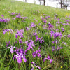 20 Blue & Purple OREGON IRIS ( Tough-Leaf Iris ) Iris Tenax Flower Seeds