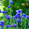 Balloon Flower (Platycodon grandiflorus)