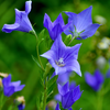 Balloon Flower (Platycodon grandiflorus)