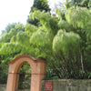 10 MEXICAN WEEPING BAMBOO Otatea Acuminata Rare Seeds