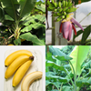 XL Banana Bundle: 'Orinoco' + 'Dwarf Cavendish'