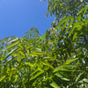 Bandicoot Berry (Leea indica)