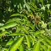Bandicoot Berry (Leea indica)