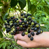 Bandicoot Berry (Leea indica)