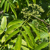 Bandicoot Berry (Leea indica)