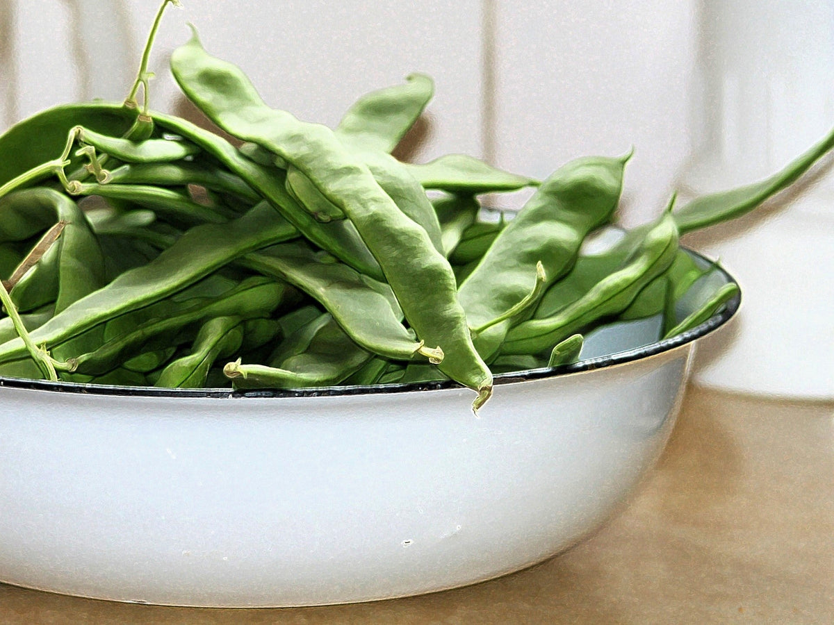 Romano Bush Bean Seeds – Italian Flat Green Pod Phaseolus Vulgaris Vegetable – photo 2