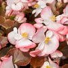 25 WAX MIXED BEGONIA Semperflorens Fibrous Mixed Colors Red Pink White Two Tone Shade Flower Seeds