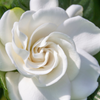 Belmont Gardenia, Cape Jasmine (Gardenia jasminoides)