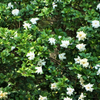 Belmont Gardenia, Cape Jasmine (Gardenia jasminoides)