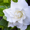 Belmont Gardenia, Cape Jasmine (Gardenia jasminoides)