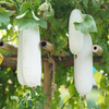Winter Melon (Benincasa Hispida)