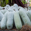 Winter Melon (Benincasa Hispida)