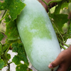 Winter Melon (Benincasa Hispida)
