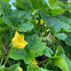 Winter Melon (Benincasa Hispida)