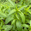 Bergamot 'Lemon' (Monarda citriodora)