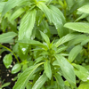 Bergamot 'Lemon' (Monarda citriodora)