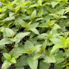 Bergamot, 'Sweet Leaf' (Monarda fistulosa)