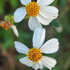 Spanish Needle (Bidens Alba)