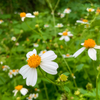 Spanish Needle (Bidens Alba)