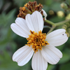 Spanish Needle (Bidens Alba)