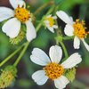 Spanish Needle (Bidens Alba)