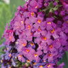 Birthday Cake® Butterfly Bush