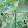 Bitter Leaf Tree (Gymnanthemum extensum)