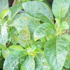 Bitter Leaf Tree (Gymnanthemum extensum)