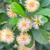 Black Bead (Pithecellobium keyense)