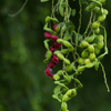 Black Bead (Pithecellobium keyense)