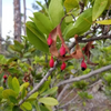 Black Bead (Pithecellobium keyense)