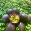 Passionfruit 'Black Beauty' (Passiflora edulis)