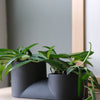 Double Planter