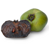 Black Sapote, Seedling (Diospyros nigra)