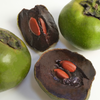 Black Sapote, Seedling (Diospyros nigra)