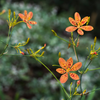 Blackberry Lily (Iris domestica)