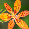 Blackberry Lily (Iris domestica)