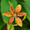 Blackberry Lily (Iris domestica)