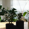 Double Planter