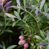 Blueberry 'Native Florida' (Vaccinium darrowii)