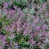 Blueberry 'Native Florida' (Vaccinium darrowii)