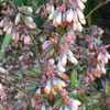 Blueberry 'Native Florida' (Vaccinium darrowii)