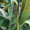 Banana 'Bordelon' (Musa)